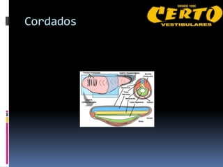 Cordados
 