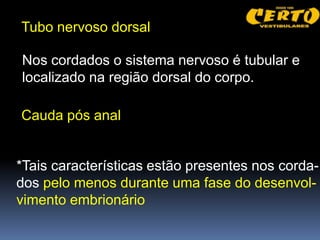 Tubo nervoso dorsal

Nos cordados o sistema nervoso é tubular e
localizado na região dorsal do corpo.

Cauda pós anal


*Tais características estão presentes nos corda-
dos pelo menos durante uma fase do desenvol-
vimento embrionário
 