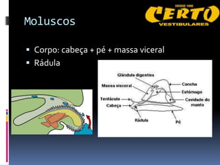 Moluscos

 Corpo: cabeça + pé + massa viceral
 Rádula
 