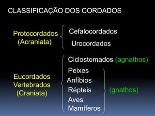 CLASSIFICAÇÃO DOS CORDADOS


 Protocordados   Cefalocordados
  (Acraniata)     Urocordados

                 Ciclostomados (agnathos)
                 Peixes
 Eucordados
                 Anfíbios
 Vertebrados
  (Craniata)     Répteis     (gnathos)
                 Aves
                 Mamíferos
 