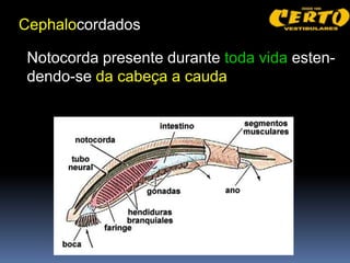 Cephalocordados

 Notocorda presente durante toda vida esten-
 dendo-se da cabeça a cauda
 