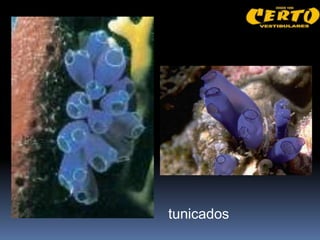 tunicados
 