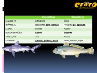 Chonrichthyes                  Osteichthyes

ESQUELETO          cartilaginoso                Ósseo

BRÂNQUIAS          Descobertas, sem opérculo.   Protegidas por opérculo.

CLOACA             presente                     Ausente

BEXIGA NATATÓRIA   ausente                      presente

EXCREÇÃO           Ureia                        Amônia

EXEMPLOS           Tubarão, quimera, arraia     Tainha, dourado, bagre
 