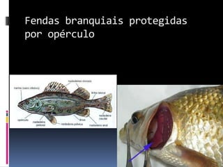 Fendas branquiais protegidas
por opérculo
 