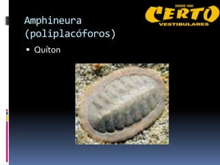 Amphineura
(poliplacóforos)
 Quíton
 