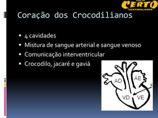Coração dos Crocodilianos

 4 cavidades
 Mistura de sangue arterial e sangue venoso
 Comunicação interventricular
 Crocodilo, jacaré e gaviá
 