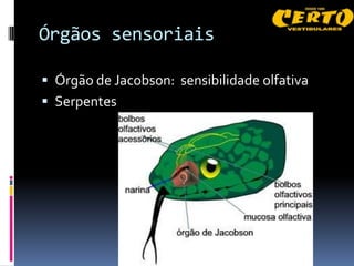 Órgãos sensoriais

 Órgão de Jacobson: sensibilidade olfativa
 Serpentes
 