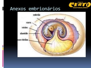 Anexos embrionários
 