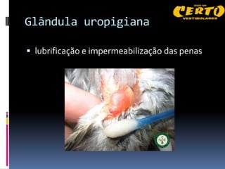 Glândula uropigiana

 lubrificação e impermeabilização das penas
 