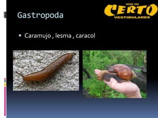 Gastropoda

 Caramujo , lesma , caracol
 