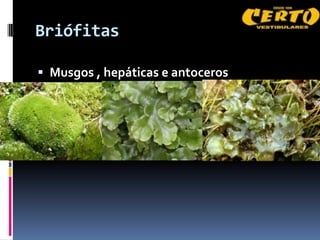 Briófitas

 Musgos , hepáticas e antoceros
 