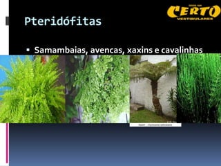 Pteridófitas

 Samambaias, avencas, xaxins e cavalinhas
 