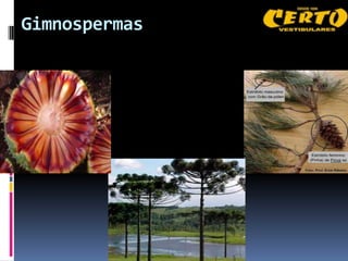 Gimnospermas
 