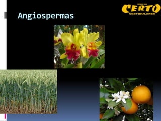 Angiospermas
 