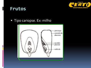 Frutos

 Tipo cariopse. Ex: milho
 