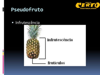 Pseudofruto

 Infrutescência
 