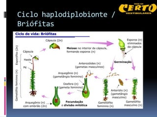 Ciclo haplodiplobionte /
Briófitas
 