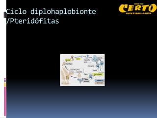 Ciclo diplohaplobionte
/Pteridófitas
 
