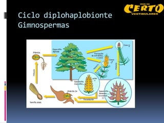Ciclo diplohaplobionte
Gimnospermas
 