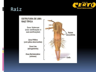 Raiz
 