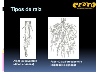 Tipos de raiz




 Axial ou pivotante   Fasciculada ou cabeleira
 (dicotiledôneas)     (monocotiledôneas)
 