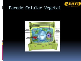 Parede Celular Vegetal
 