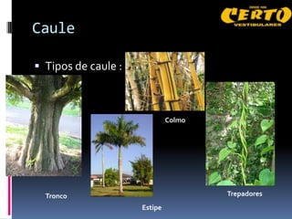 Caule

 Tipos de caule :



                              Colmo




  Tronco                              Trepadores
                     Estipe
 