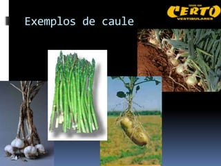 Exemplos de caule
 