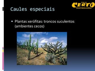 Caules especiais

 Plantas xerófitas: troncos suculentos
  (ambientes cecos)
 