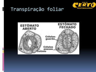Transpiração foliar
 