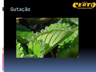 Gutação
 