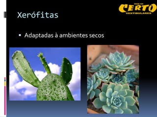 Xerófitas

 Adaptadas à ambientes secos
 