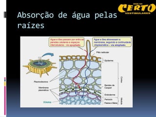 Absorção de água pelas
raízes
 