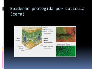 Epiderme protegida por cutícula
(cera)
 