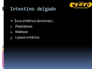 Intestino delgado

 Suco entérico (enzimas) :
1. Peptidases
2. Maltase
3. Lipase entérica
 
