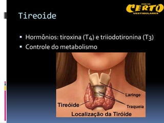 Tireoide

 Hormônios: tiroxina (T4) e triiodotironina (T3)
 Controle do metabolismo
 