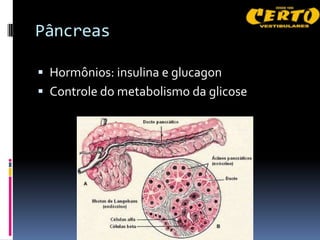 Pâncreas

 Hormônios: insulina e glucagon
 Controle do metabolismo da glicose
 