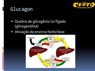Glucagon

 Quebra de glicogênio no fígado
  (glicogenólise)
 Ativação da enzima fosforilase
 