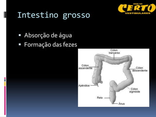 Intestino grosso

 Absorção de água
 Formação das fezes
 