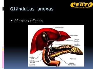 Glândulas anexas

 Pâncreas e fígado
 