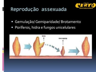 Reprodução assexuada

 Gemulação/ Gemiparidade/ Brotamento
 Poríferos, hidra e fungos unicelulares
 