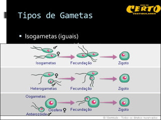 Tipos de Gametas

 Isogametas (iguais)
 Heterogametas (diferentes)
 