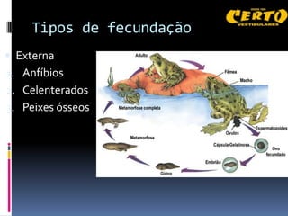Tipos de fecundação
 Externa
1. Anfíbios
2. Celenterados
3. Peixes ósseos
 