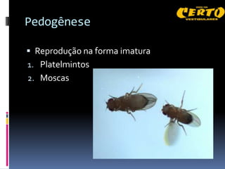 Pedogênese

 Reprodução na forma imatura
1. Platelmintos
2. Moscas
 