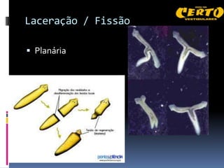 Laceração / Fissão

 Planária
 