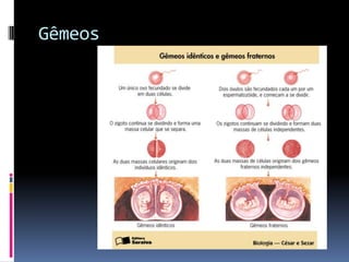 Gêmeos
 