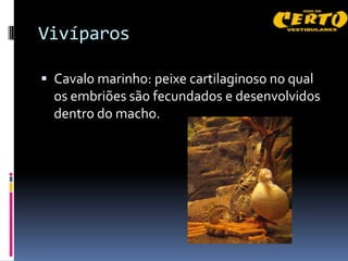 Vivíparos

 Cavalo marinho: peixe cartilaginoso no qual
  os embriões são fecundados e desenvolvidos
  dentro do macho.
 