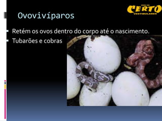 Ovovivíparos
 Retém os ovos dentro do corpo até o nascimento.
 Tubarões e cobras
 