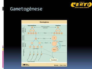Gametogênese
 