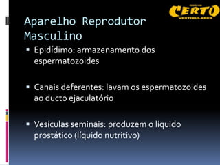 Aparelho Reprodutor
Masculino
 Epidídimo: armazenamento dos
  espermatozoides

 Canais deferentes: lavam os espermatozoides
  ao ducto ejaculatório

 Vesículas seminais: produzem o líquido
  prostático (líquido nutritivo)
 